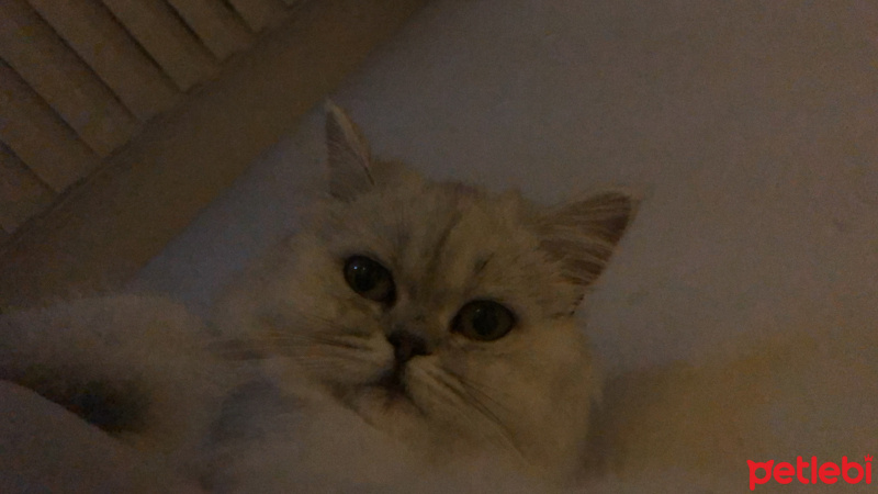 British Shorthair, Kedi  Duman fotoğrafı