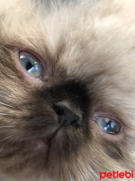 Himalayan, Kedi  mia fotoğrafı