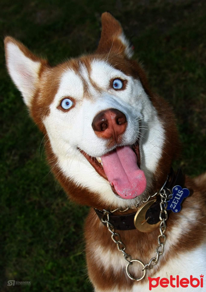 Sibirya Kurdu (Husky), Köpek  Zeus fotoğrafı