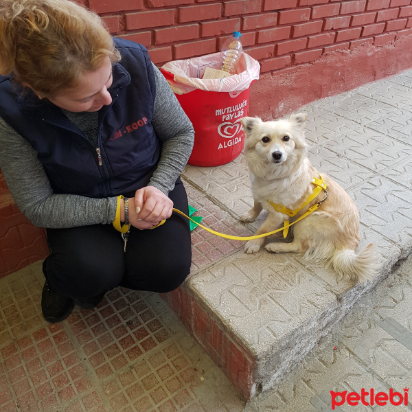 Finnish Spitz, Köpek  Hera fotoğrafı