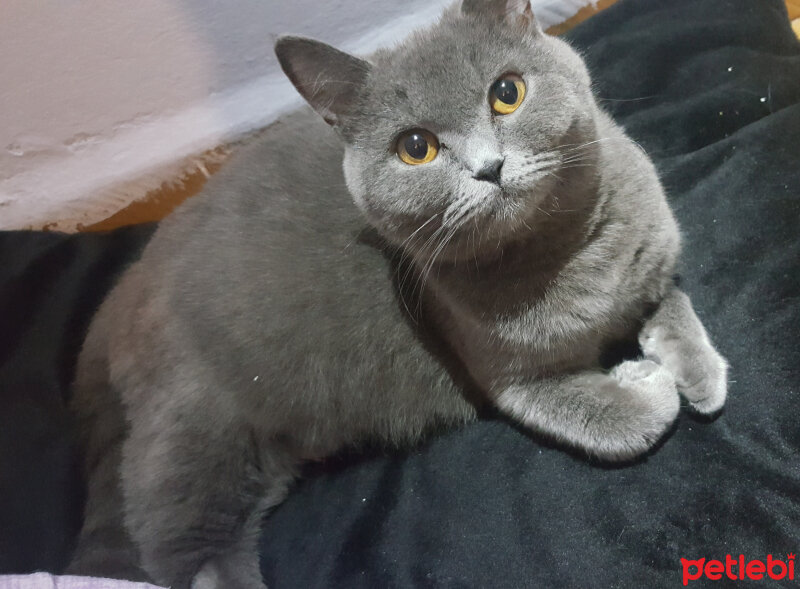 British Shorthair, Kedi  Ponçik fotoğrafı