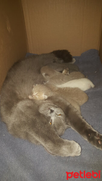 British Shorthair, Kedi  Ponçik fotoğrafı