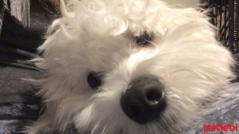 Maltese, Köpek  PJ fotoğrafı