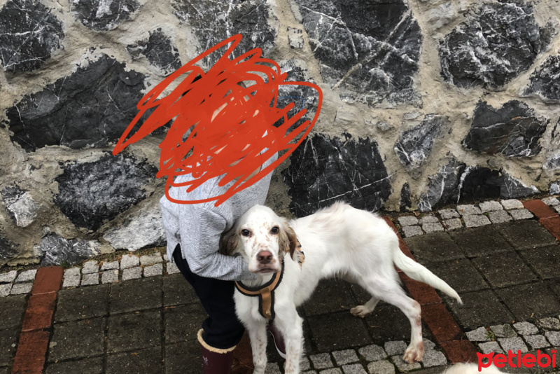 İngiliz Setter, Köpek  Marcus fotoğrafı