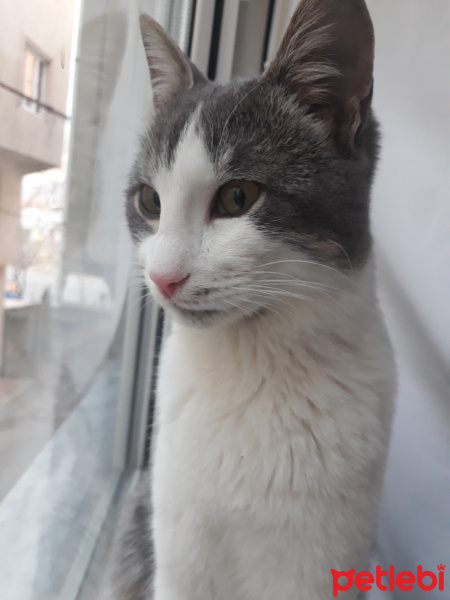 Tekir Kedi, Kedi  Badem fotoğrafı