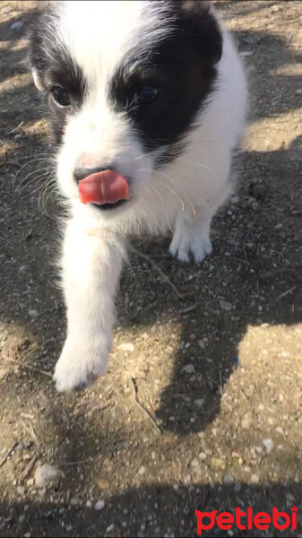 Pomeranyalı, Köpek  EFES fotoğrafı