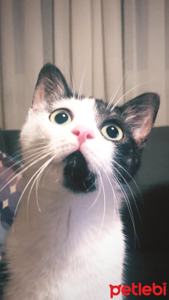 Tekir Kedi, Kedi  Ayten fotoğrafı