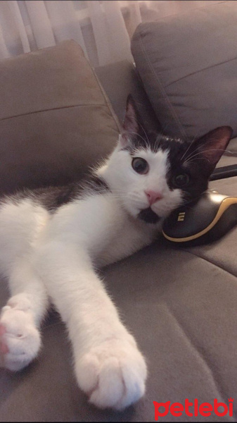Tekir Kedi, Kedi  Ayten fotoğrafı