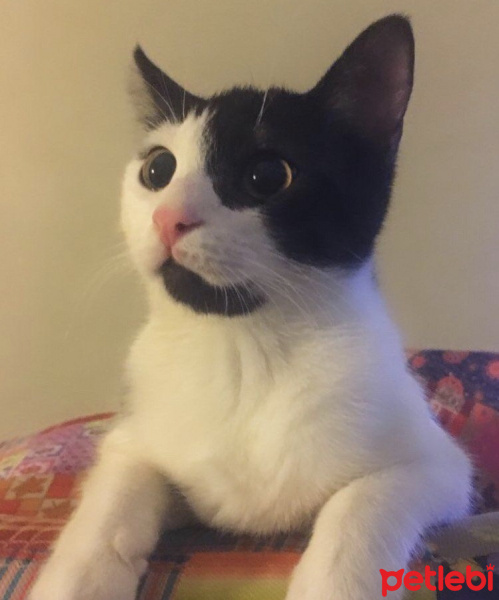 Tekir Kedi, Kedi  Ayten fotoğrafı
