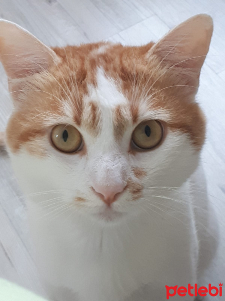 Sarman, Kedi  Behzat fotoğrafı