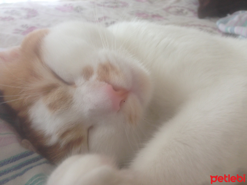 Sarman, Kedi  Behzat fotoğrafı