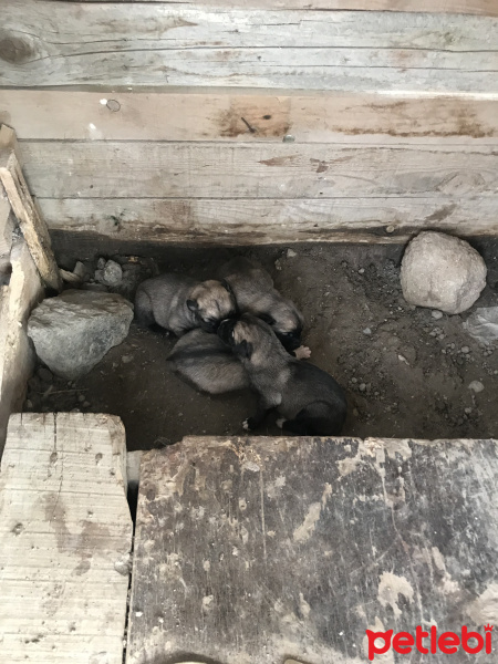 Kangal, Köpek  Zaza bozo aslan reina fotoğrafı