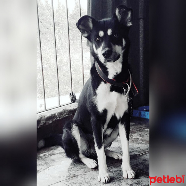 Sokö (Sokak Köpeği), Köpek  Boncuk fotoğrafı
