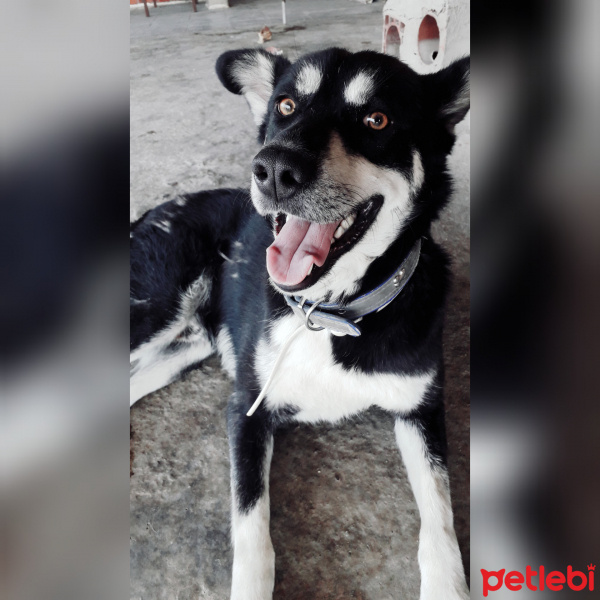 Sokö (Sokak Köpeği), Köpek  Boncuk fotoğrafı