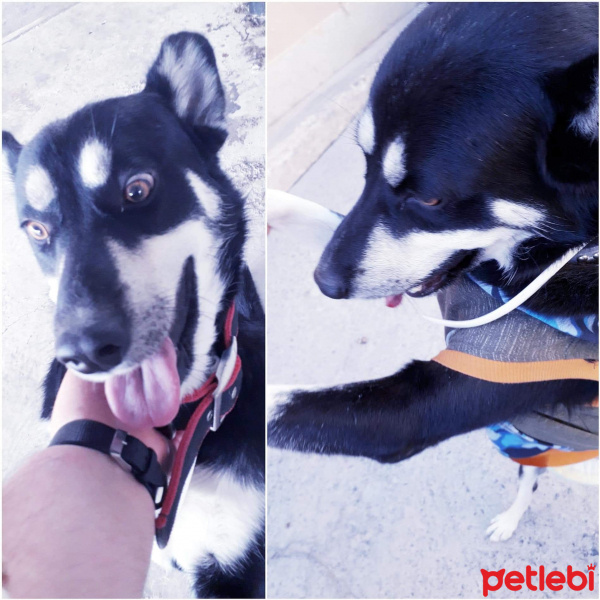 Sokö (Sokak Köpeği), Köpek  Boncuk fotoğrafı