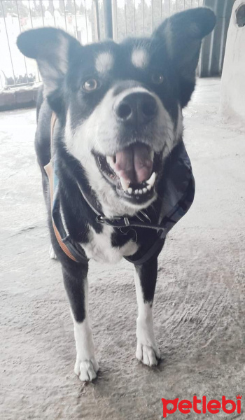 Sokö (Sokak Köpeği), Köpek  Boncuk fotoğrafı