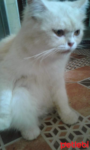 Scottish Fold, Kedi  Pixel fotoğrafı
