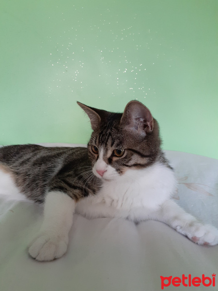 Tekir Kedi, Kedi  Paşa fotoğrafı