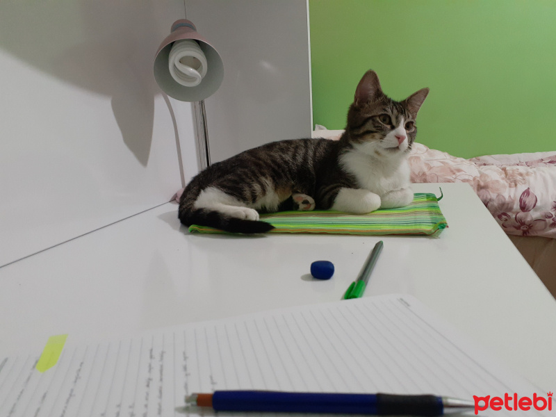 Tekir Kedi, Kedi  Paşa fotoğrafı