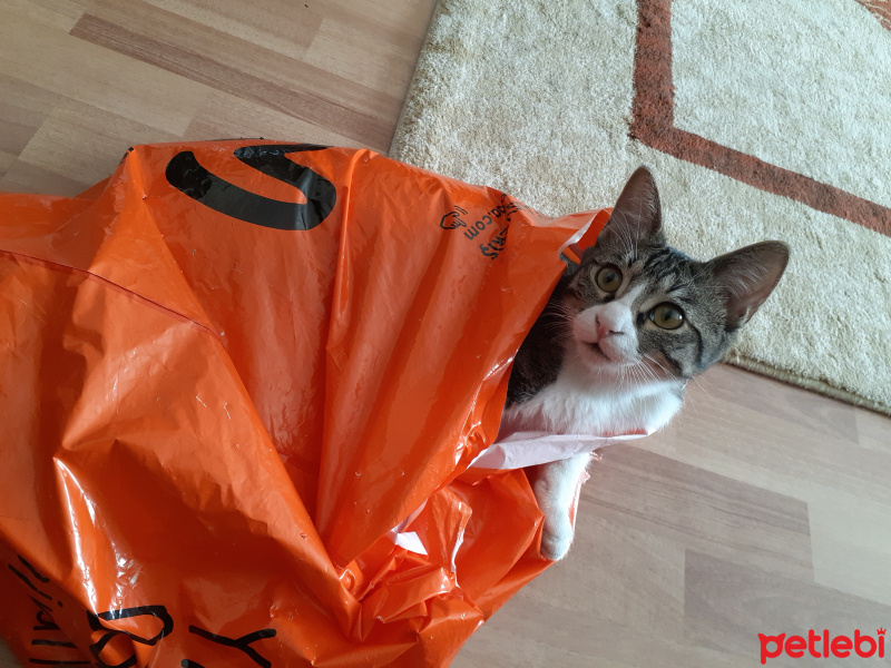 Tekir Kedi, Kedi  Paşa fotoğrafı