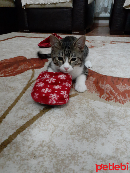 Tekir Kedi, Kedi  Paşa fotoğrafı