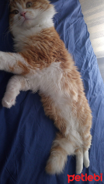 Exotic Shorthair, Kedi  Yumoş fotoğrafı
