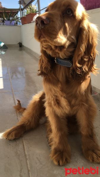 Amerikan Cocker Spaniel, Köpek  Tarçın fotoğrafı