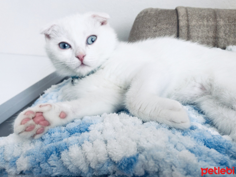 Scottish Fold, Kedi  Mercan fotoğrafı