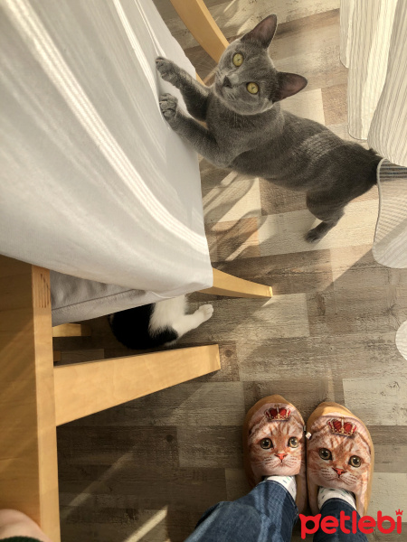 Mavi Rus, Kedi  Minik fotoğrafı