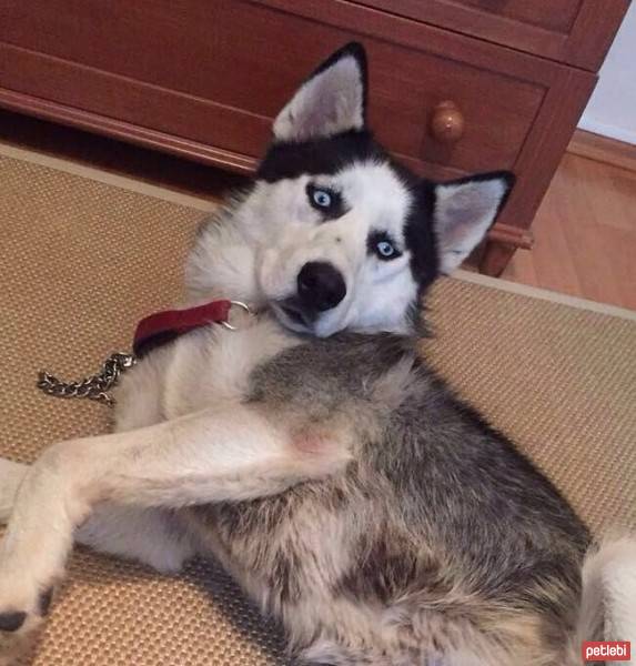 Sibirya Kurdu (Husky), Köpek  Lio fotoğrafı