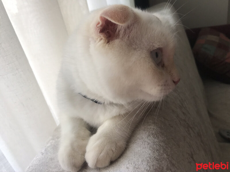 Scottish Fold, Kedi  Behlül fotoğrafı