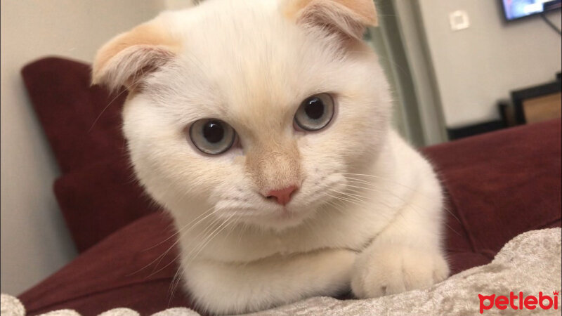 Scottish Fold, Kedi  Behlül fotoğrafı