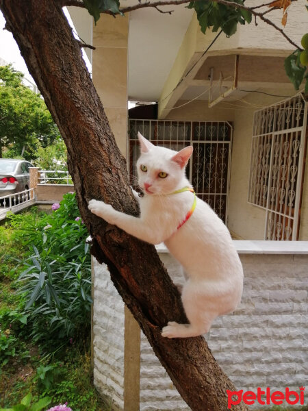 Ankara Kedisi, Kedi  Felix fotoğrafı