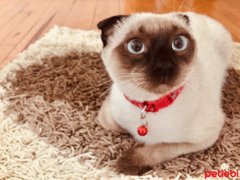 Siyam Kedisi, Kedi  Paşa fotoğrafı