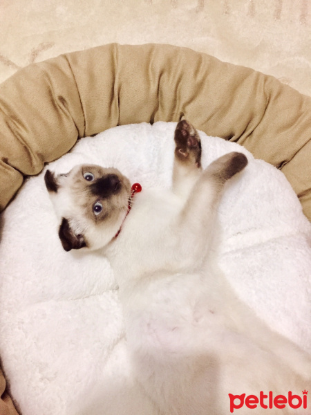 Siyam Kedisi, Kedi  Paşa fotoğrafı