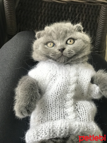 Scottish Fold, Kedi  Duman fotoğrafı