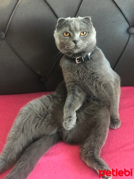 Scottish Fold, Kedi  Duman fotoğrafı
