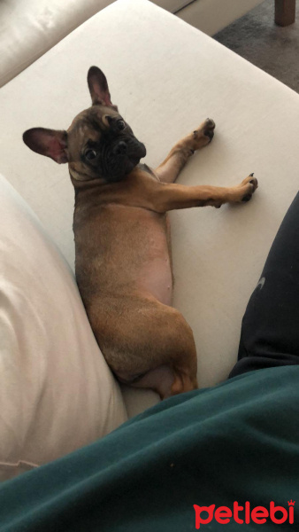 Fransız Bulldog, Köpek  Gurzo fotoğrafı