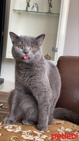 British Shorthair, Kedi  Lucy fotoğrafı
