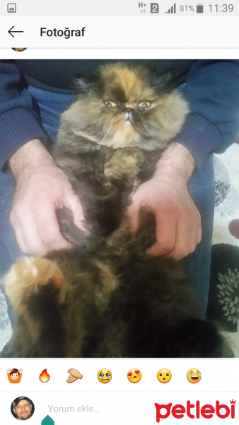 İran Kedisi (Persian), Kedi  iran fotoğrafı