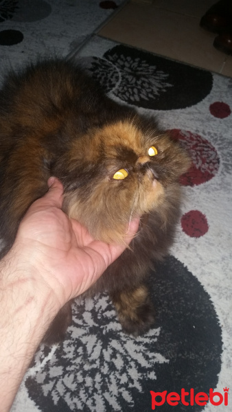 İran Kedisi (Persian), Kedi  iran fotoğrafı