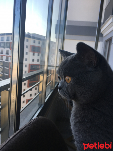 British Shorthair, Kedi  Lokum fotoğrafı