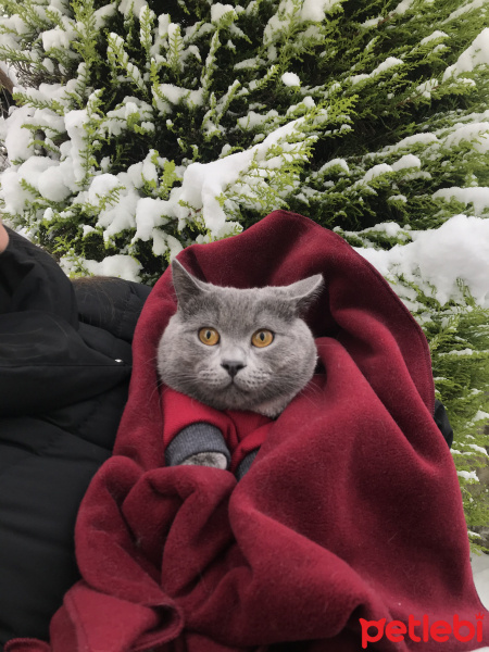 British Shorthair, Kedi  Limon fotoğrafı