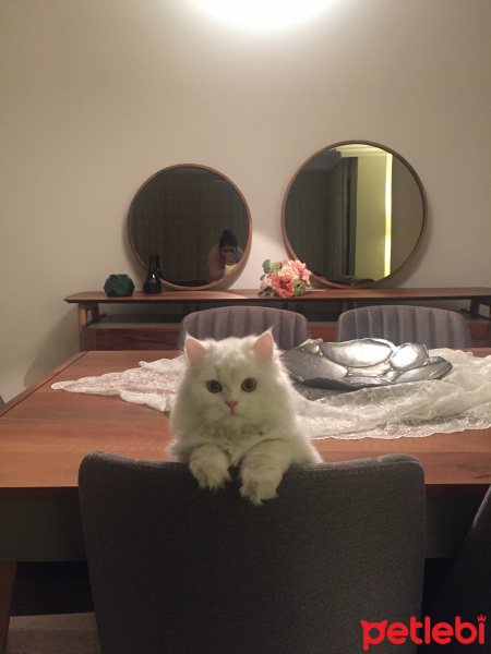 Chinchilla, Kedi  Cemre fotoğrafı