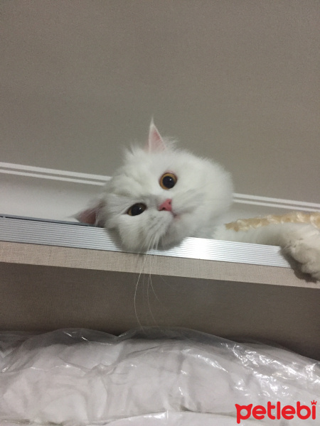 Chinchilla, Kedi  Cemre fotoğrafı