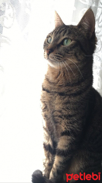 Tekir Kedi, Kedi  Venüs fotoğrafı