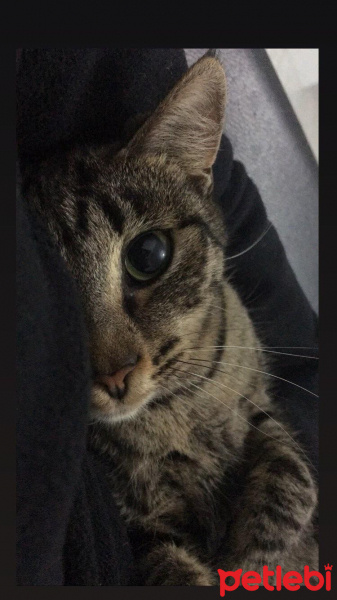 Tekir Kedi, Kedi  Venüs fotoğrafı