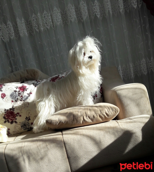 Maltese, Köpek  LUCY fotoğrafı