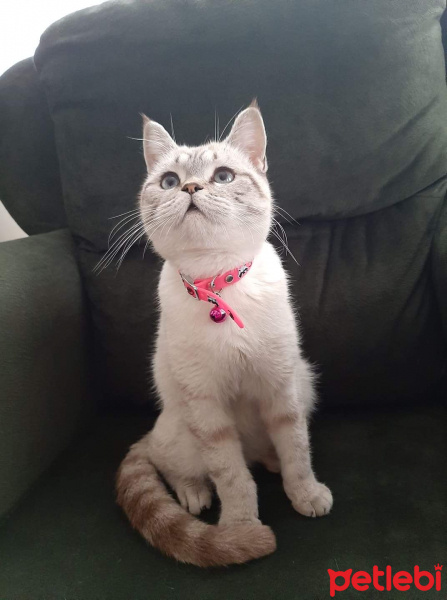 Scottish Fold, Kedi  Leo fotoğrafı