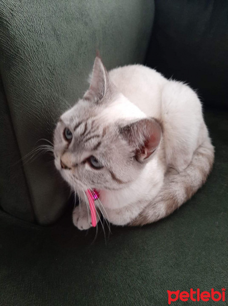 Scottish Fold, Kedi  Leo fotoğrafı